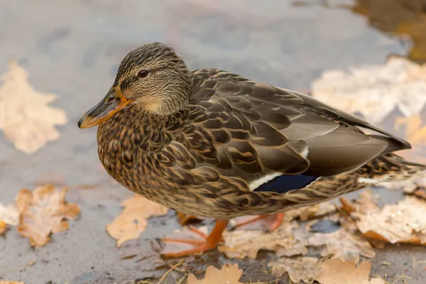 Porträtt Anka Höst Närbild — Stockfoto