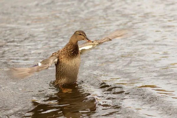 Sudaki Ördek Kanatlarını Çırpıyor — Stok fotoğraf