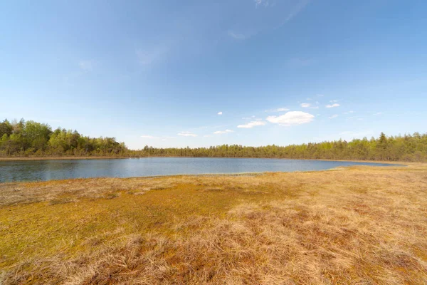 Landscape Small Lake Swamp Forest — Stock Photo, Image