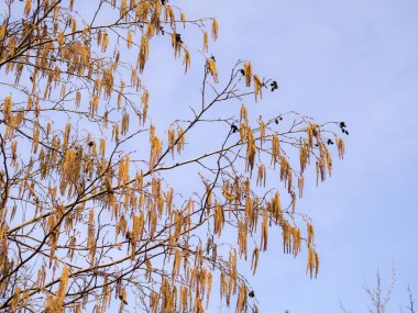 Kızılağaç bir bahar günü gökyüzüne karşı tomurcuklanır