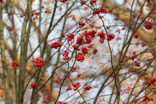 Bunches Ripe Red Rowan Autumn — Stock Photo, Image