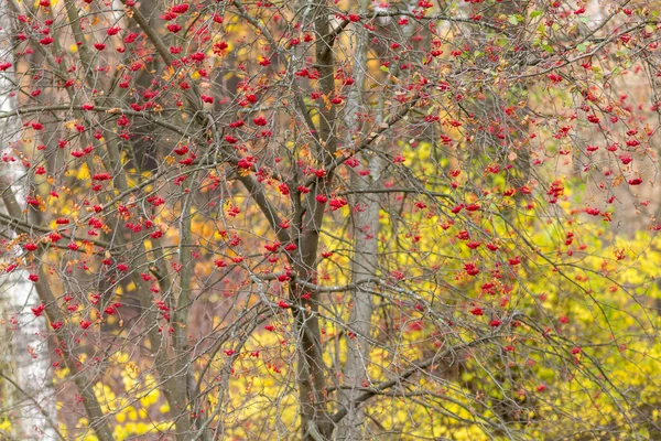 Grappes Rowan Rouge Mûr Automne — Photo