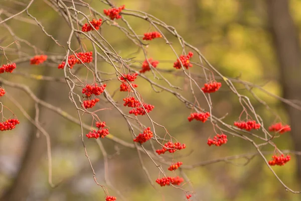 Bunches Ripe Red Rowan Autumn — Stock Photo, Image