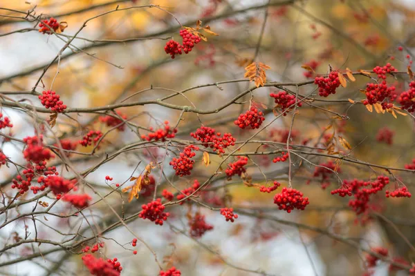 Bunches Ripe Red Rowan Autumn — Stock Photo, Image