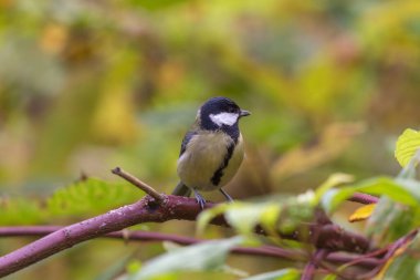 bir ağaç dalı meme portresi