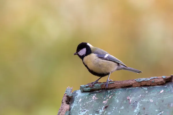 Portrait Sitting Tit Foreground — Stock Fotó