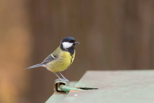 Portrait Sitting Tit Foreground — Stock Fotó