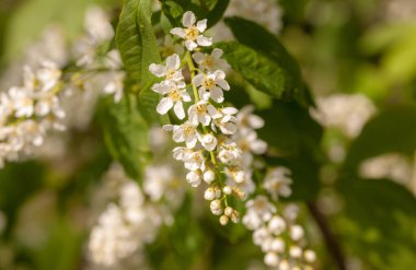 İlkbaharda çiçek açan kuş kirazı dalları