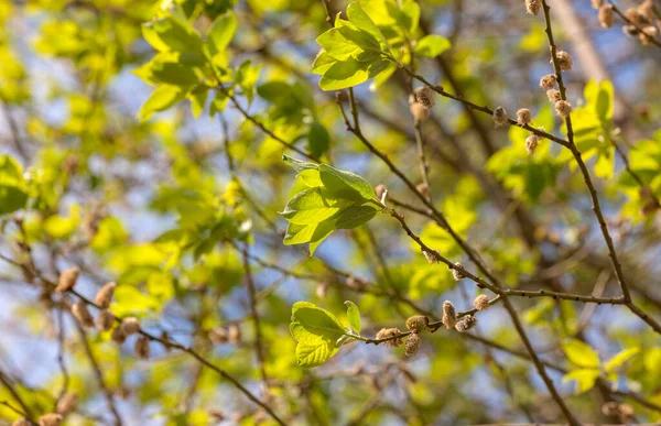 Zielone Liście Drzewa Wiosną — Zdjęcie stockowe