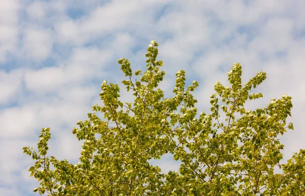Folhagem Verde Primavera Uma Árvore Contra Céu — Fotografia de Stock