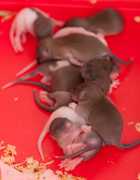 Маленькие Новорожденные Крысы Красной Коробке — стоковое фото