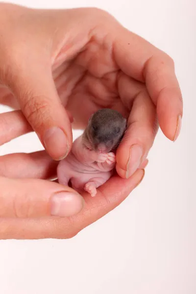 Avuçta Yeni Doğmuş Küçük Yavru Fare — Stok fotoğraf