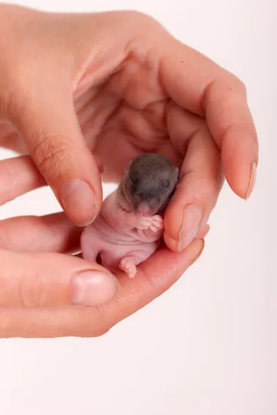 Piccolo Topo Neonato Nel Palmo Della Mano — Foto Stock