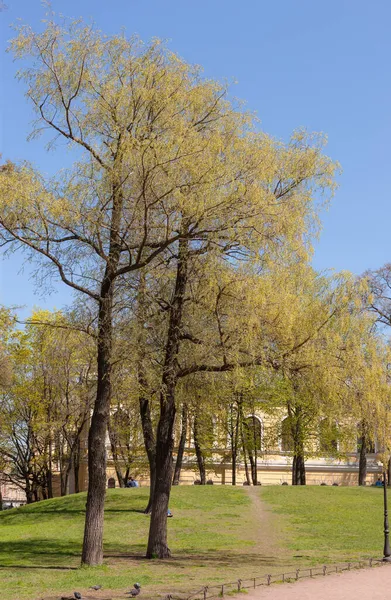 Güneşli bir bahar gününde parktaki manzara