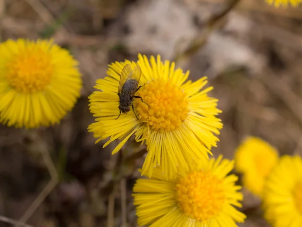 Fliege Auf Blühenden Huflattich Frühling Nahaufnahme — Stockfoto