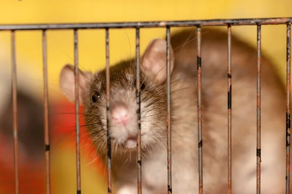 Domestic Brown Rat Cage Close — Stock Photo, Image