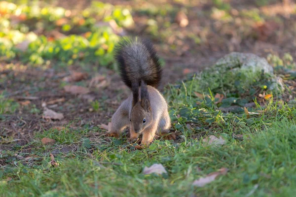 Σκίουρος Στο Γρασίδι Στο Πάρκο Φθινόπωρο — Φωτογραφία Αρχείου