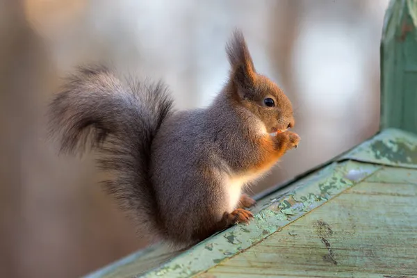 Eichhörnchen Auf Dem Dach Eines Holzhauses Nahaufnahme — Stockfoto
