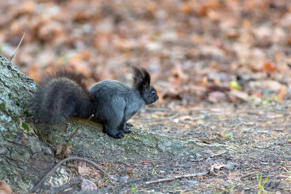 Siyah Sincap Sonbahar Parkında Bir Ağacın Yanında — Stok fotoğraf