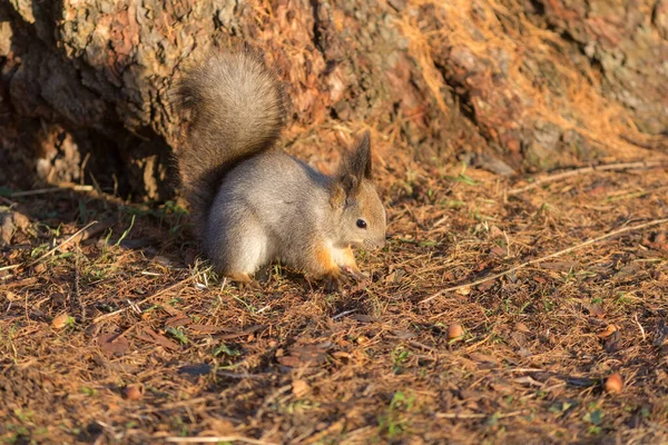Eichhörnchen Porträt Auf Dem Boden Herbstpark — Stockfoto