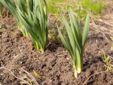 Kapalı bir bahar gününde yeşil filizler.