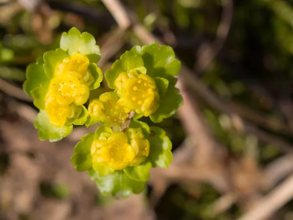 Pequeñas Flores Amarillas Sobre Hojas Verdes Cerca — Foto de Stock