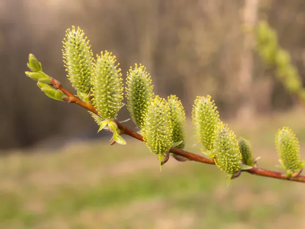 Willow Branch Green Buds Spring Sunny Dsy — Stock Photo, Image