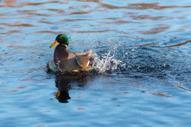Mavi suda yüzen ördek portresi