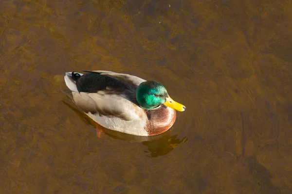Porträt Einer Ente Wasser Einem Sonnigen Tag — Stockfoto