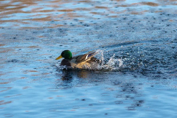 Portrait Canard Nageant Eau Bleue — Photo