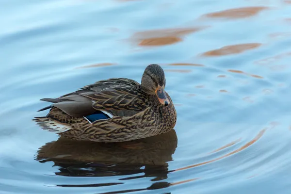 Ritratto Dell Anatra Acqua Blu Vicino — Foto Stock