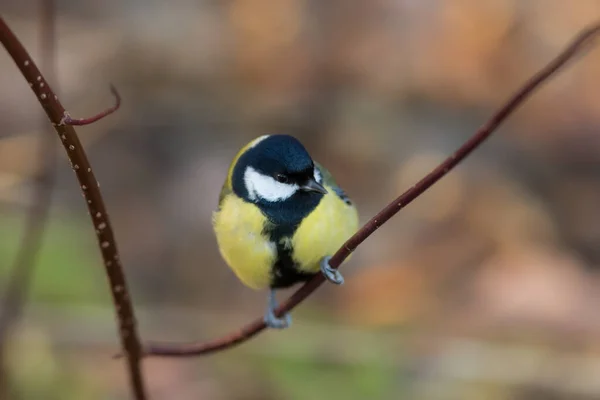 Porträt Einer Meise Auf Einem Ast — Stockfoto