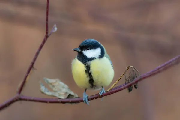 Porträt Einer Meise Auf Einem Ast — Stockfoto