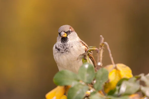 Portrait Sparrow Branch Wild Rose Closeup — Stock Photo, Image