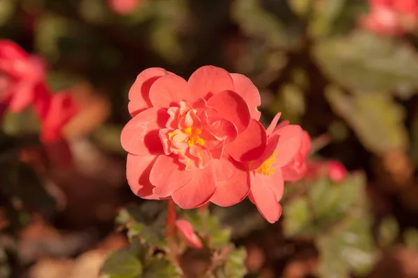 Red Begonia Flowers Closeup Sunny Day — Stock Photo, Image