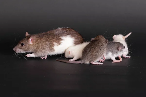 Porträt Rattenmutter Und Ihre Kleinen Babys — Stockfoto