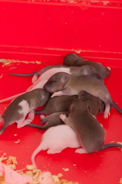 Маленькие Новорожденные Крысы Красной Коробке — стоковое фото