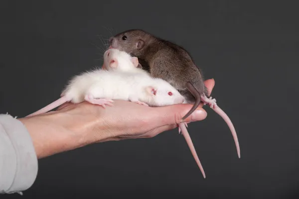 Маленькие Крысы Руке Черном Фоне — стоковое фото