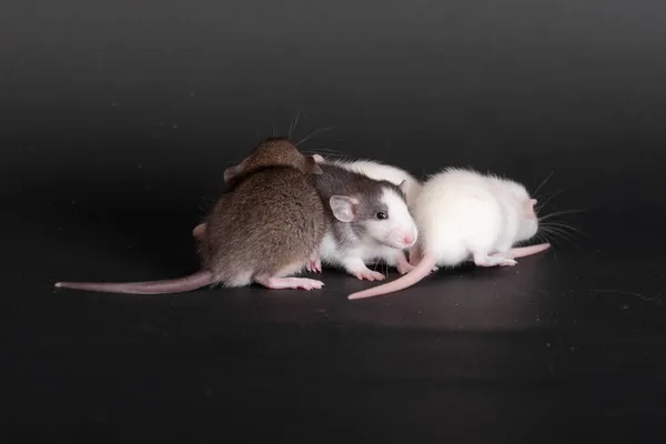 Très Petits Bébés Rats Sur Fond Noir — Photo