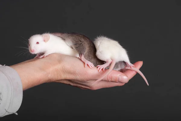 Pequenos Ratos Bebê Uma Mão Fundo Preto — Fotografia de Stock