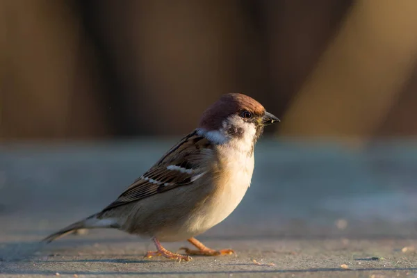 Πορτρέτο Μικρού Σπουργιτιού Passer Montanus — Φωτογραφία Αρχείου