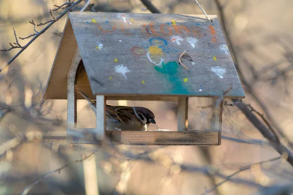 Sparrow Wooden Feeder Tree — Stock Photo, Image