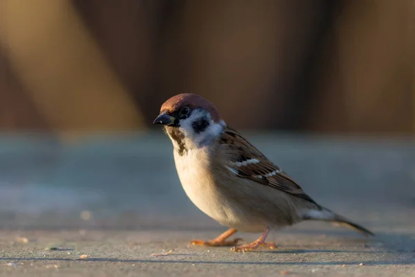 Porträtt Liten Sparv Närbild Passer Montanus — Stockfoto