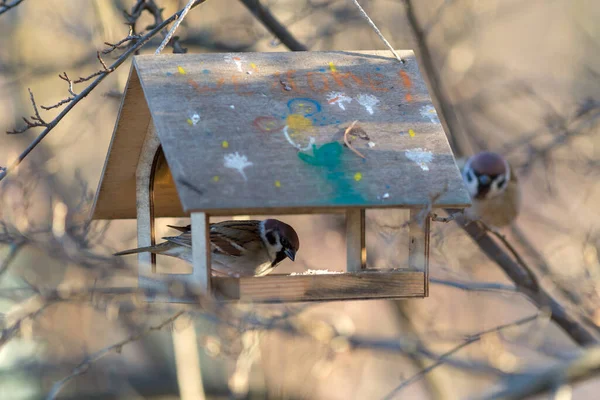 Sparrow Wooden Feeder Tree — Stock Photo, Image