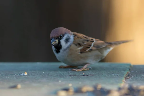 Porträtt Liten Sparv Närbild Passer Montanus — Stockfoto