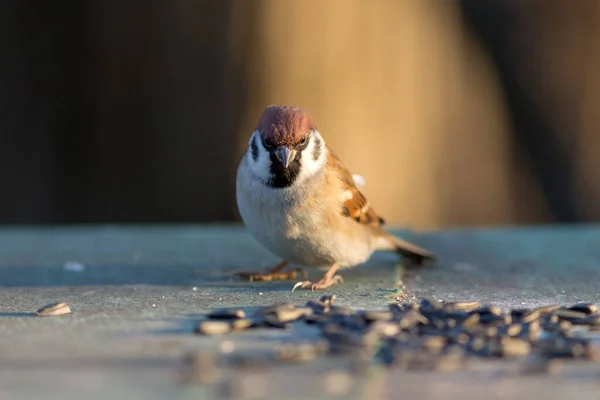 Portrait Small Sparrow Closeup Passer Montanus — Stock Photo, Image