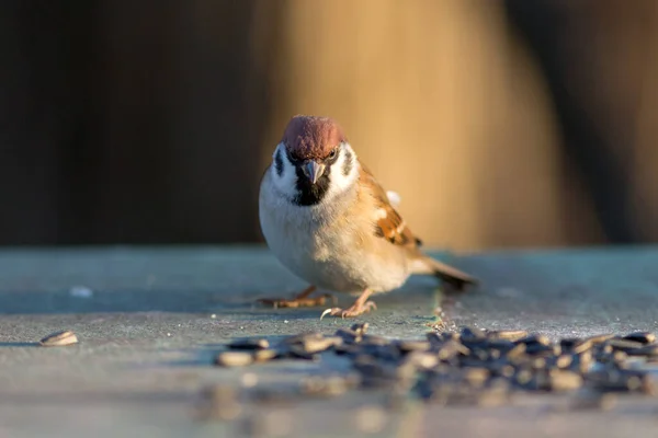 Retrato Pequeño Gorrión Primer Plano Passer Montanus — Foto de Stock