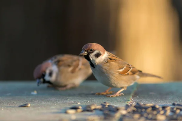 Porträtt Två Sparvar Nära Håll Passer Montanus — Stockfoto