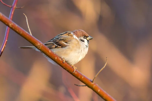 Portrait Moineau Sur Une Branche Arbre Image En Vente