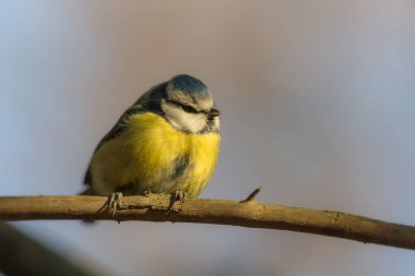 closeup portrait of blue tit on a branch